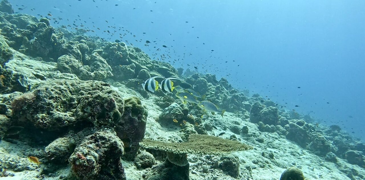 Scuba Diving at Meyyafushi